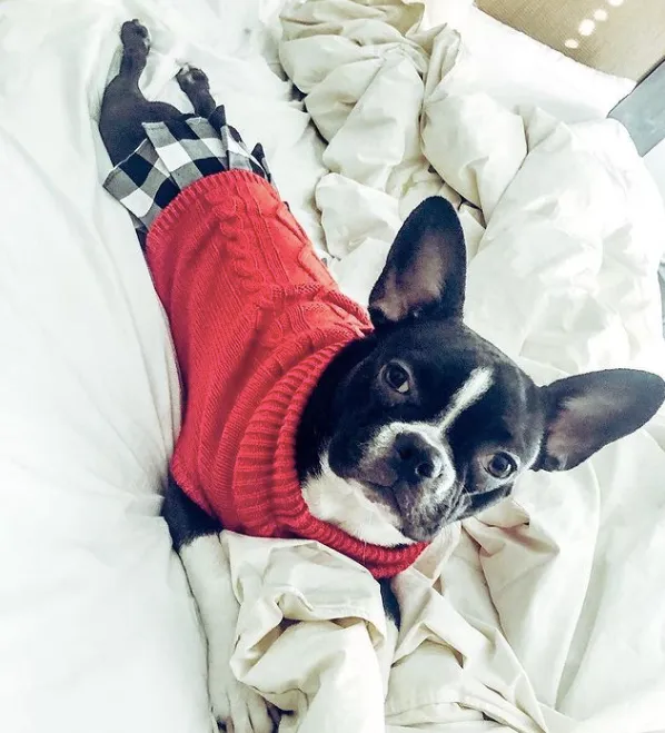 Sweater Dress | Red Plaid